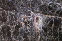 Amaurobius_ZZXYX_D8294_Z_89_Les Gris_Frankrijk